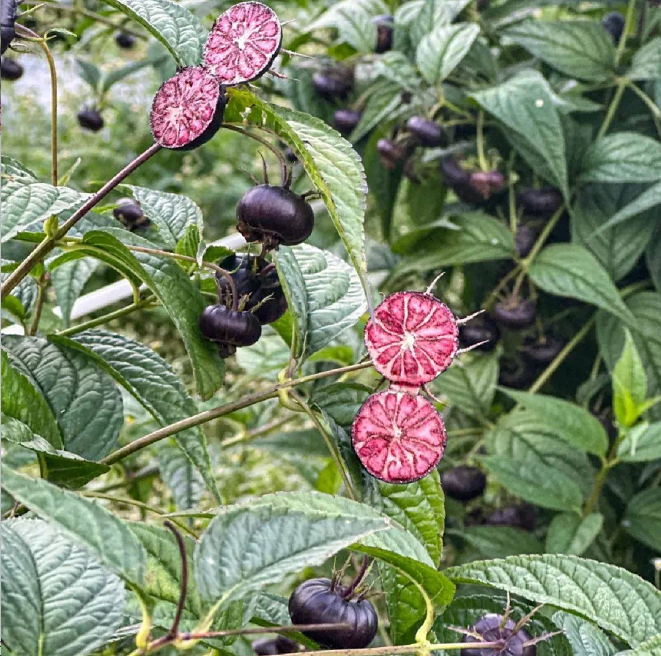Semillas de ginseng de frutas rojas-Fruta araña