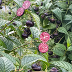 Semillas de ginseng de frutas rojas-Fruta araña