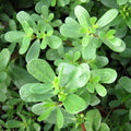 Purslane Seeds - Green