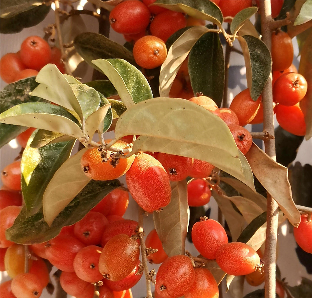 Semillas de Elaeagnus Conferta