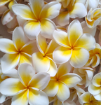 💛 ¡Semillas de Plumeria en oferta por tiempo limitado! Crea tu jardín de verano