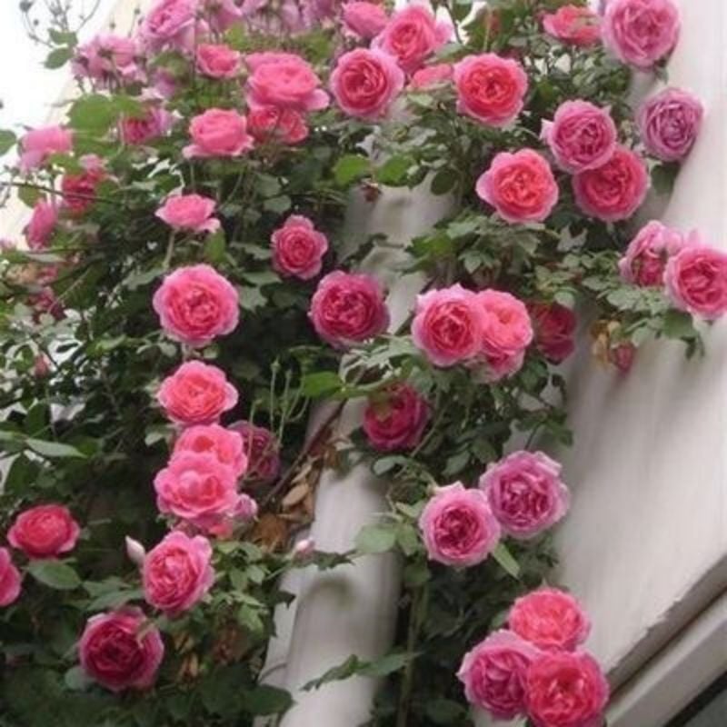 Promoción de primavera 49% DE DESCUENTO - 🌱Semillas de rosal trepador