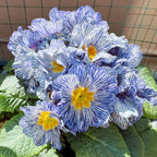 Semillas de prímula "Cebra Azul"