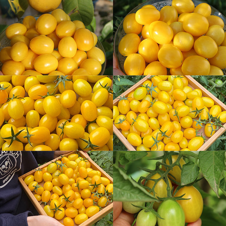 Semillas de tomate cherry amarillo Patio Choice