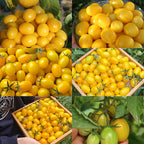 Semillas de tomate cherry amarillo Patio Choice