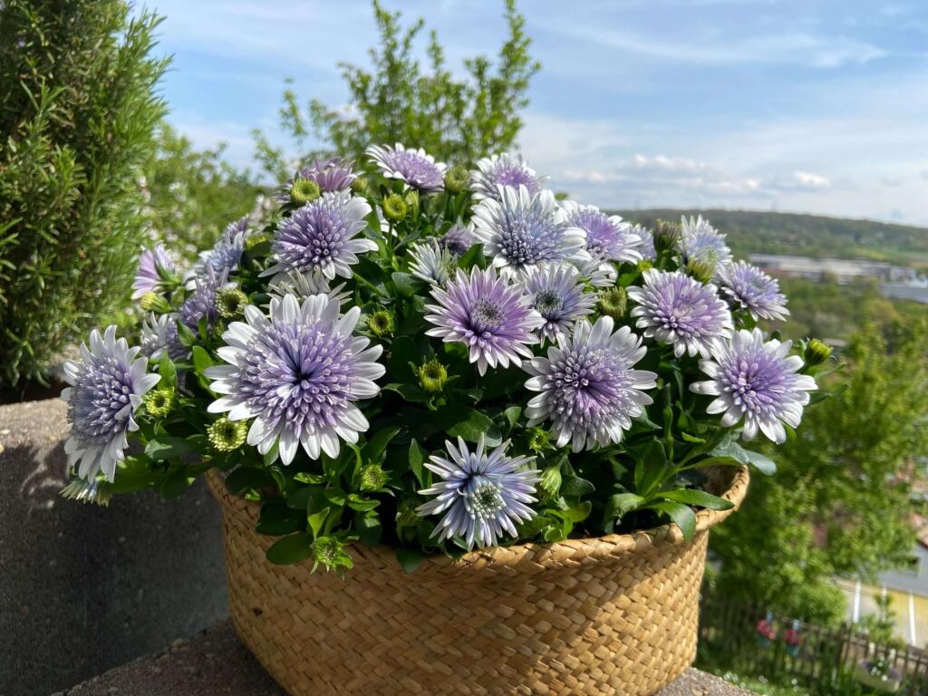 Semillas de caléndula 'Sky Blue Misty Rain'