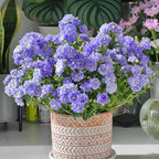 Semillas de Campanilla Doble