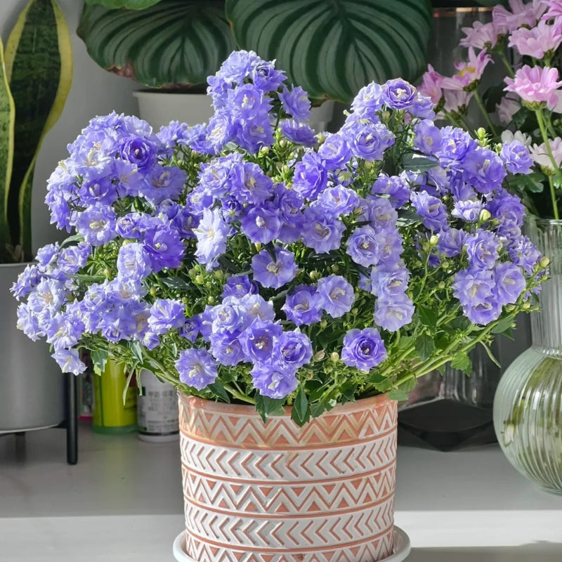 Semillas de Campanilla Doble
