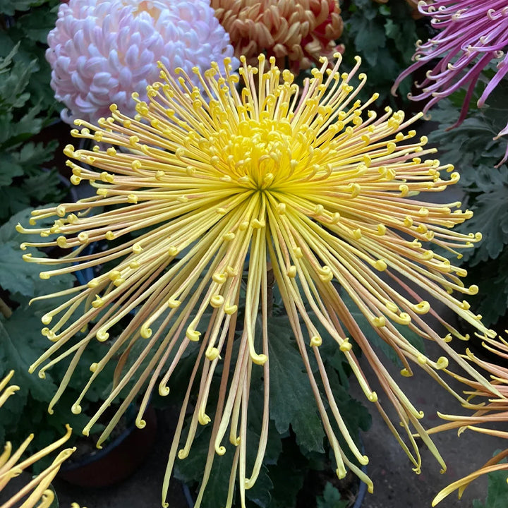 Semillas raras de crisantemo dorado - Flor de la longevidad💞