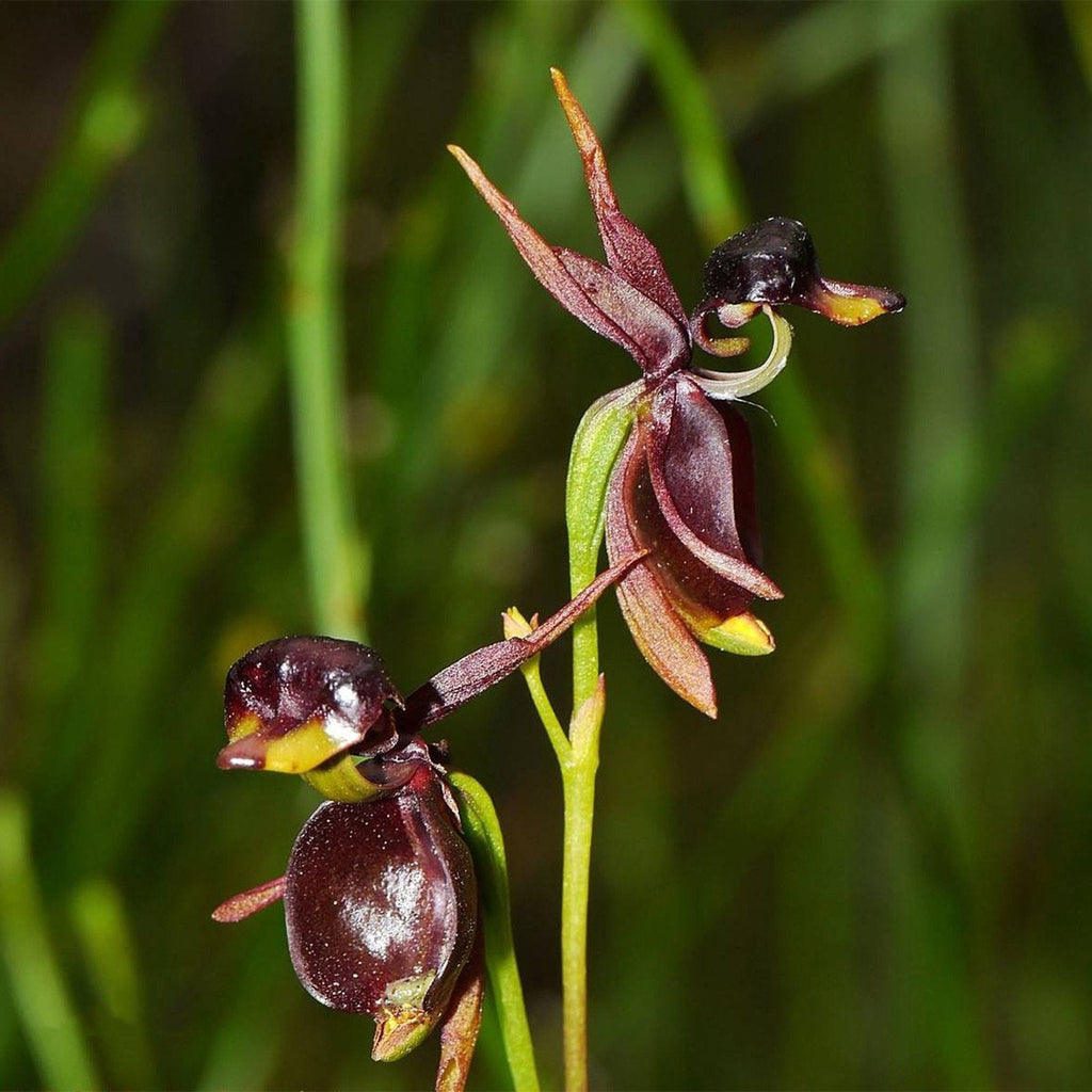 Orquídea Pato Volador - Semilla de flor rara