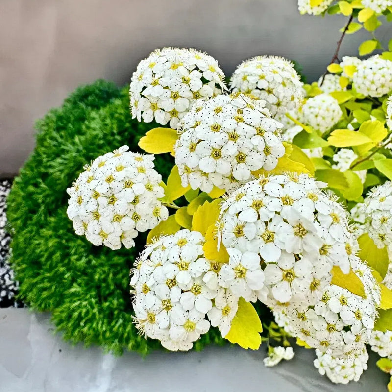 💛Spiraea Golden Fountain
