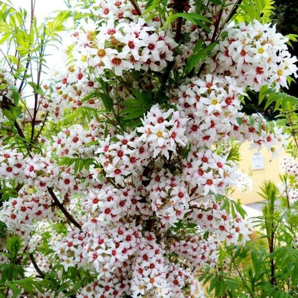 Xanthoceras Sorbifolia, Semillas de la Flor del Árbol de la Lluvia