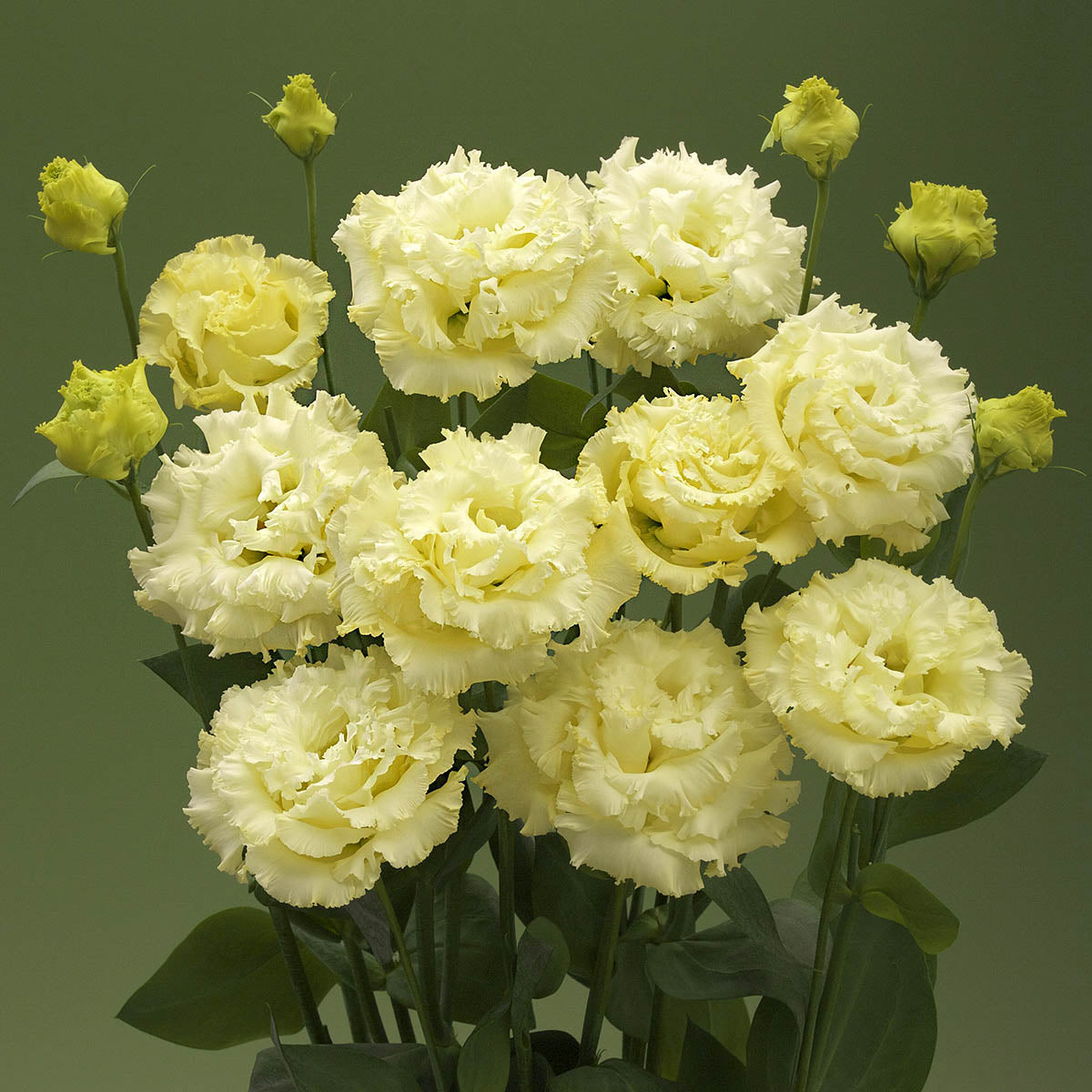 Semillas de Eustoma Russellianum