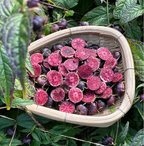 Semillas de ginseng de frutas rojas-Fruta araña