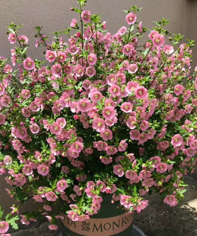 🌸Pequeñas semillas de Hibiscus Syriacus