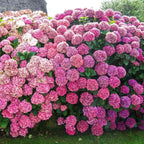 🌸Hortensia: La Belleza Atemporal de Cada Jardín ✨