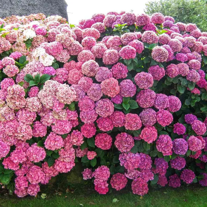 🌸Hortensia: La Belleza Atemporal de Cada Jardín ✨