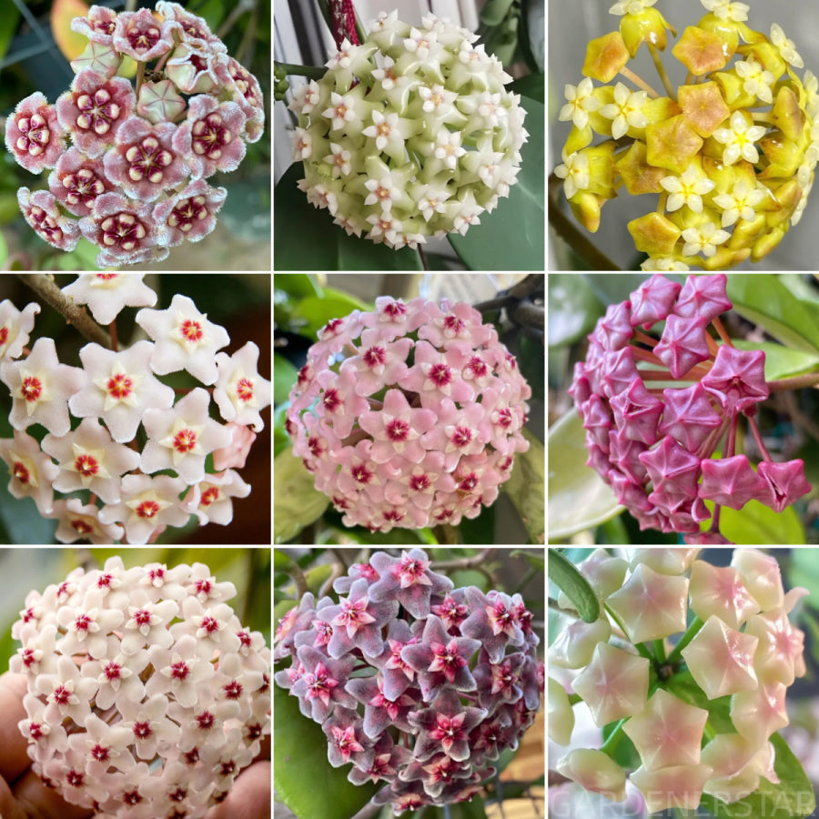 ⭐️Semillas de flores Hoya Carnosa | Bola de flores en forma de estrella