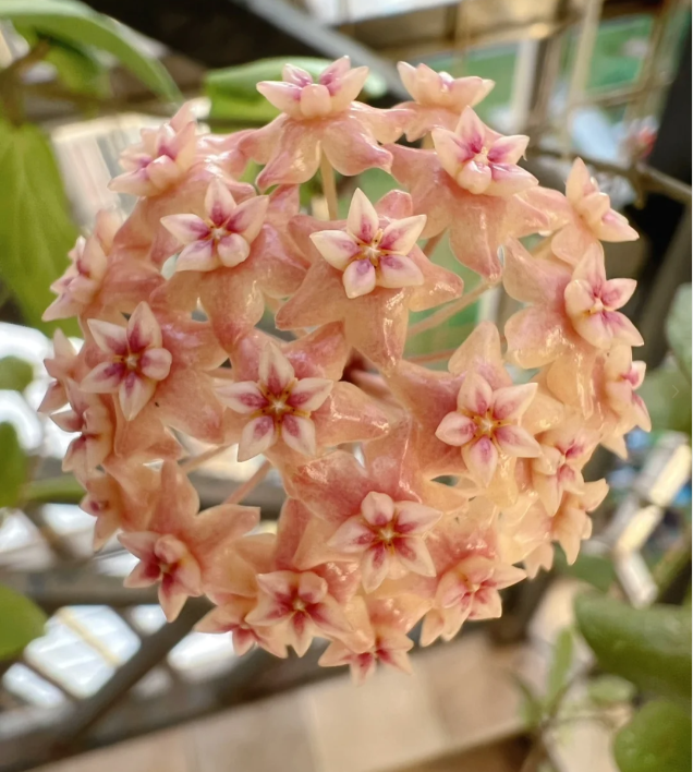 ⭐️Semillas de flores Hoya Carnosa | Bola de flores en forma de estrella