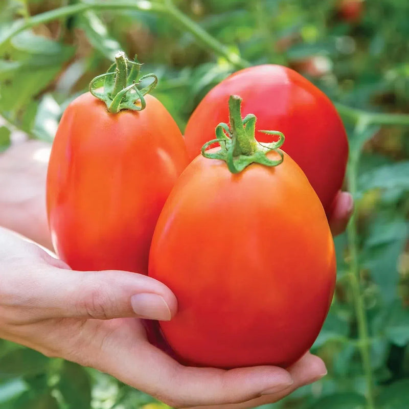 Tomates Cherry Gigantes