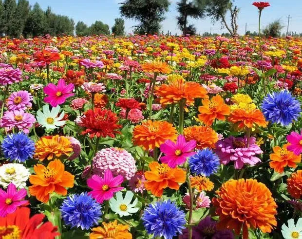 🐝Amigable con los insectos🔥Más de 60 semillas de flores perennes variadas🌿Puras sin OMG