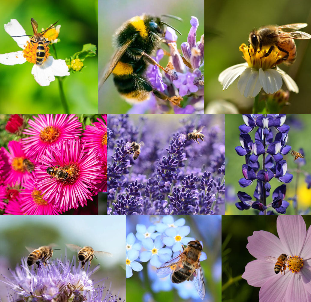 🐝Amigable con los insectos🔥Más de 60 semillas de flores perennes variadas🌿Puras sin OMG