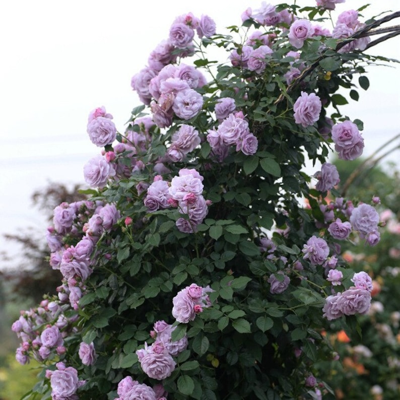 🩷 9 Tipos De Semillas De Rosas Trepadoras De Colores Raros Y Más