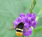 🐝Amigable con los insectos🔥Más de 60 semillas de flores perennes variadas🌿Puras sin OMG