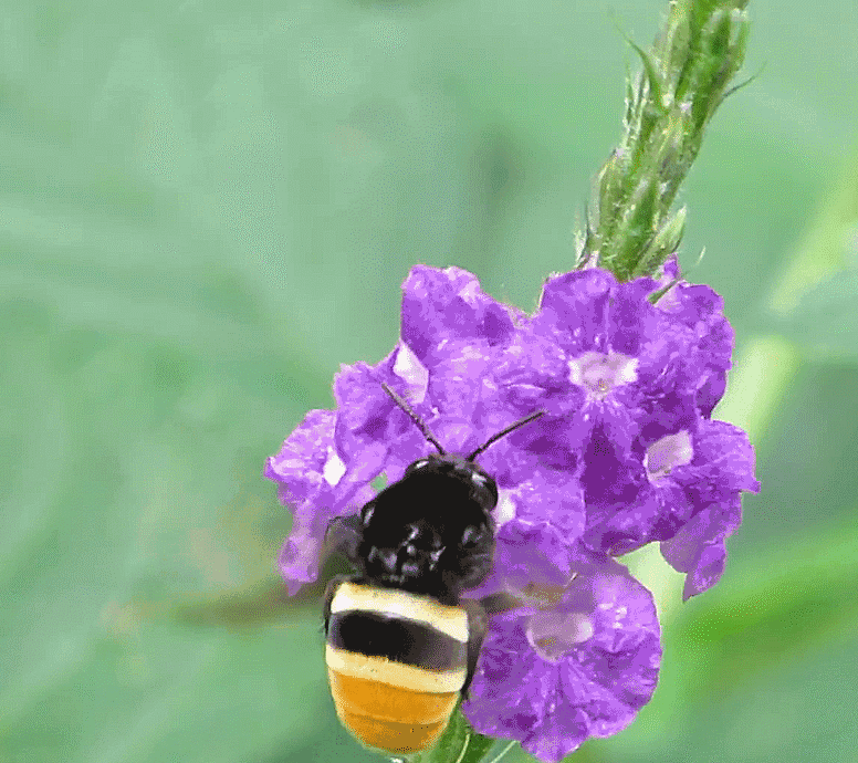 🐝Amigable con los insectos🔥Más de 60 semillas de flores perennes variadas🌿Puras sin OMG