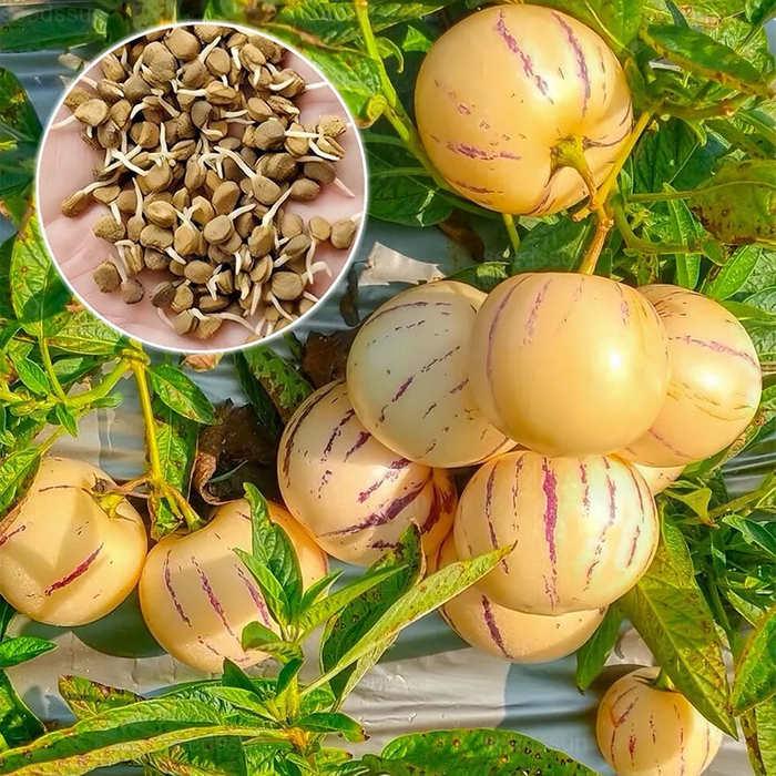 🍈Semillas de Pepino Semillas de Fruta de Ginseng