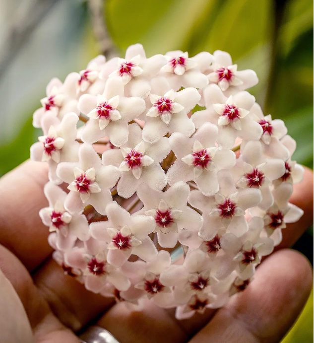 ⭐️Semillas de flores Hoya Carnosa | Bola de flores en forma de estrella
