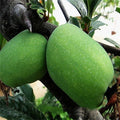 Deliciosas semillas de papaya verde
