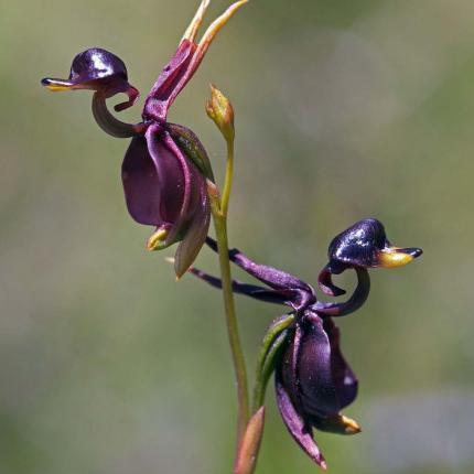 Orquídea Pato Volador - Semilla de flor rara