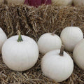 Algodón de azúcar de calabaza