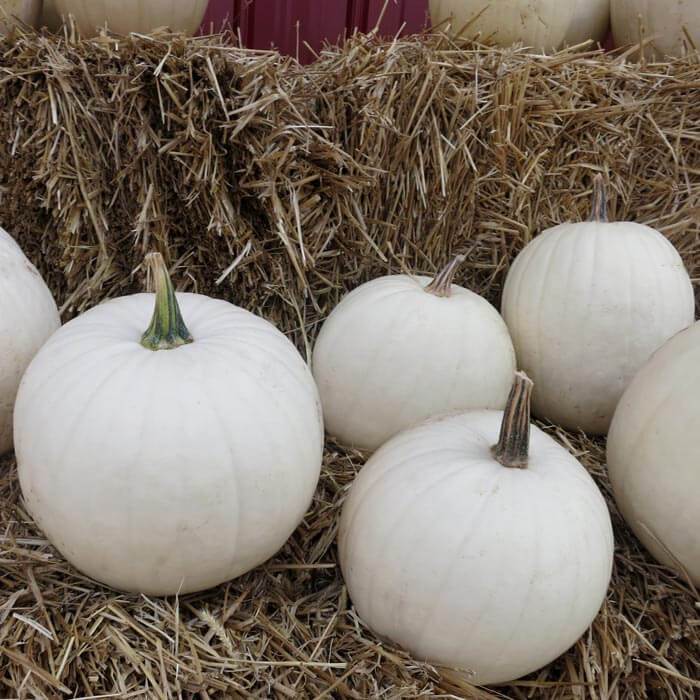 Algodón de azúcar de calabaza