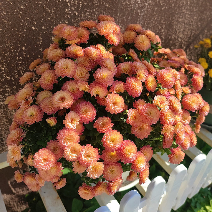🌸Semillas de crisantemo de caramelo
