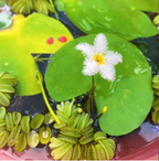 Plantas hidropónicas Copo de Nieve