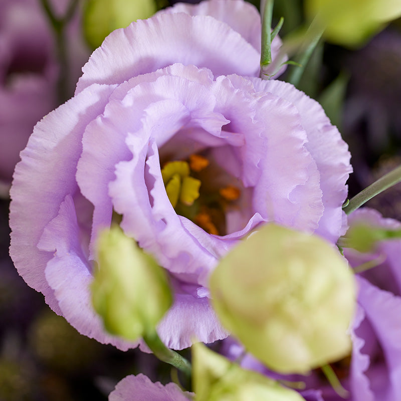 Semillas de Eustoma Russellianum