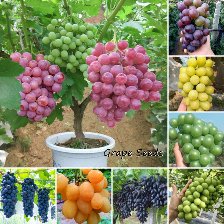 🍇Semillas de Vid en Maceta