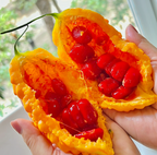 Semillas de uva Lai para jardín Semillas de calabaza amarga