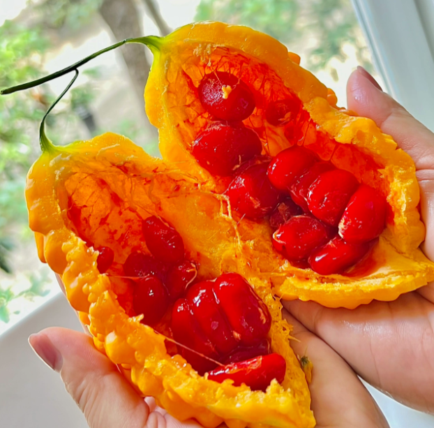 Semillas de uva Lai para jardín Semillas de calabaza amarga