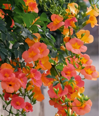 🧡Campsis Radicans - La Primera Opción Para Plantas Trepadoras
