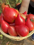 Semillas de Tomate Miel de Mango
