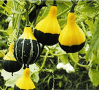 Semillas de calabaza raras y exóticas