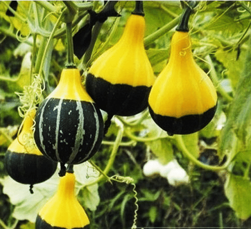 Semillas de calabaza raras y exóticas