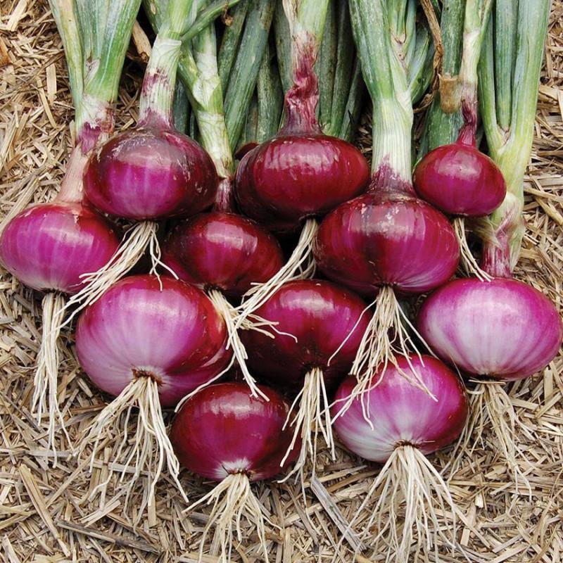 Semillas de cebolla morada de frutas y verduras