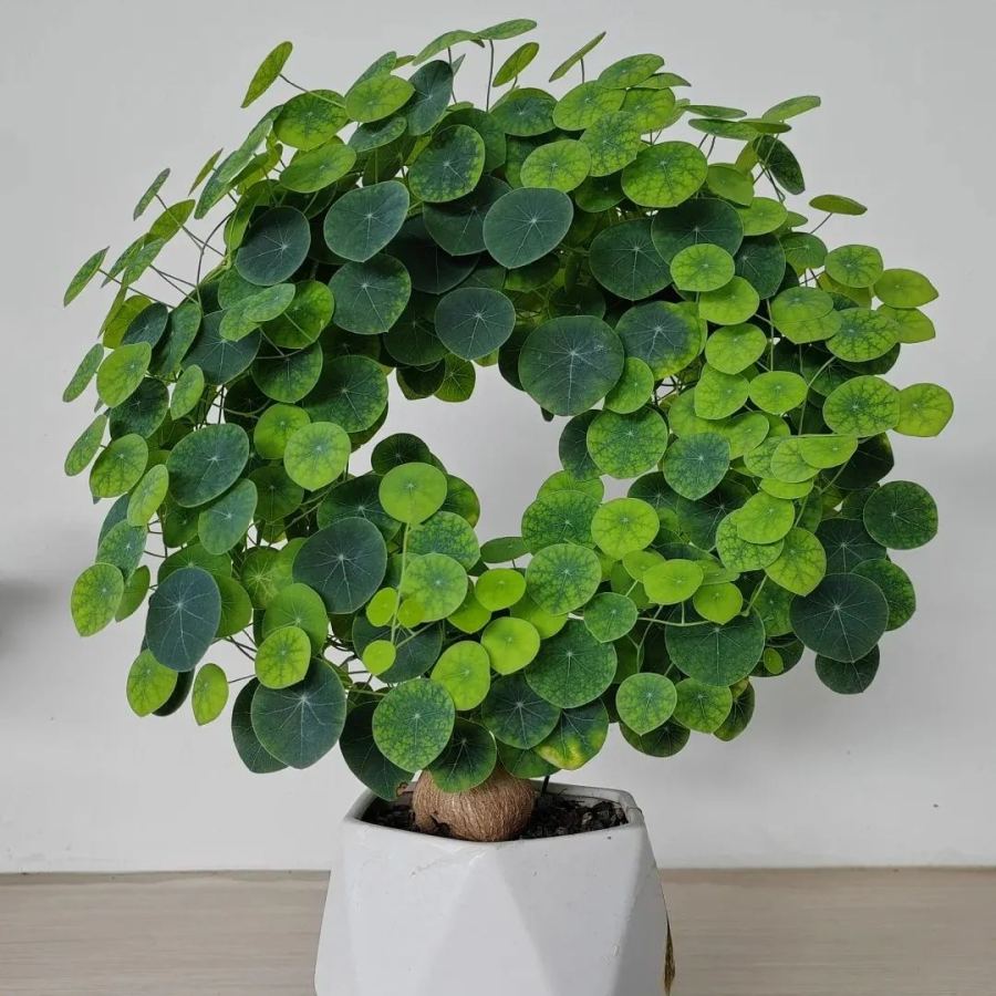 🌲Stephania Erecta Climbing Greenery🌿A Vine Adventure