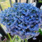Semillas de Lobelia - Una de las mejores plantas para bordes