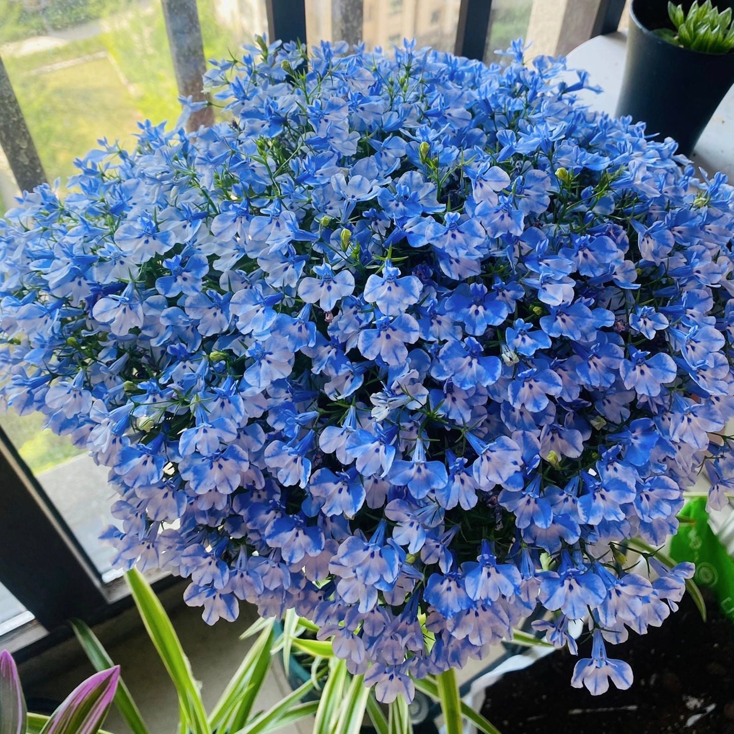 Semillas de Lobelia - Una de las mejores plantas para bordes