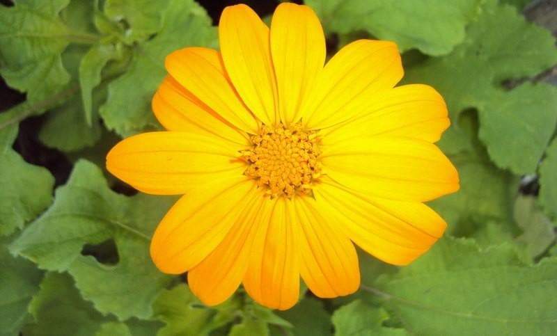 Semillas de girasol mexicano - Amarillas (Tithonia Speciosa Yellow Torch) Semillas.